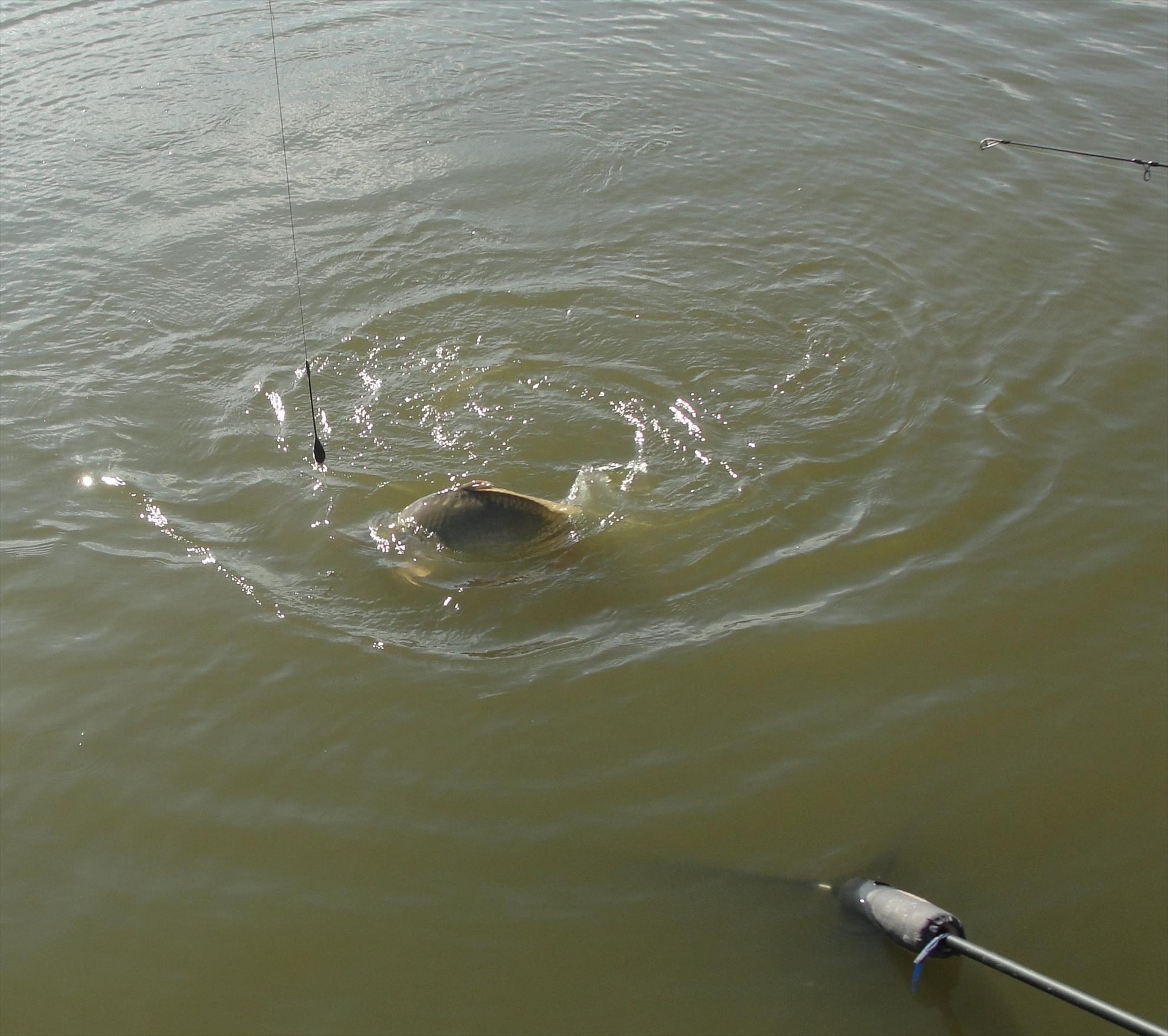 Hermes Peris 27 - 28 septembrie 2014 - dsc04518.JPG